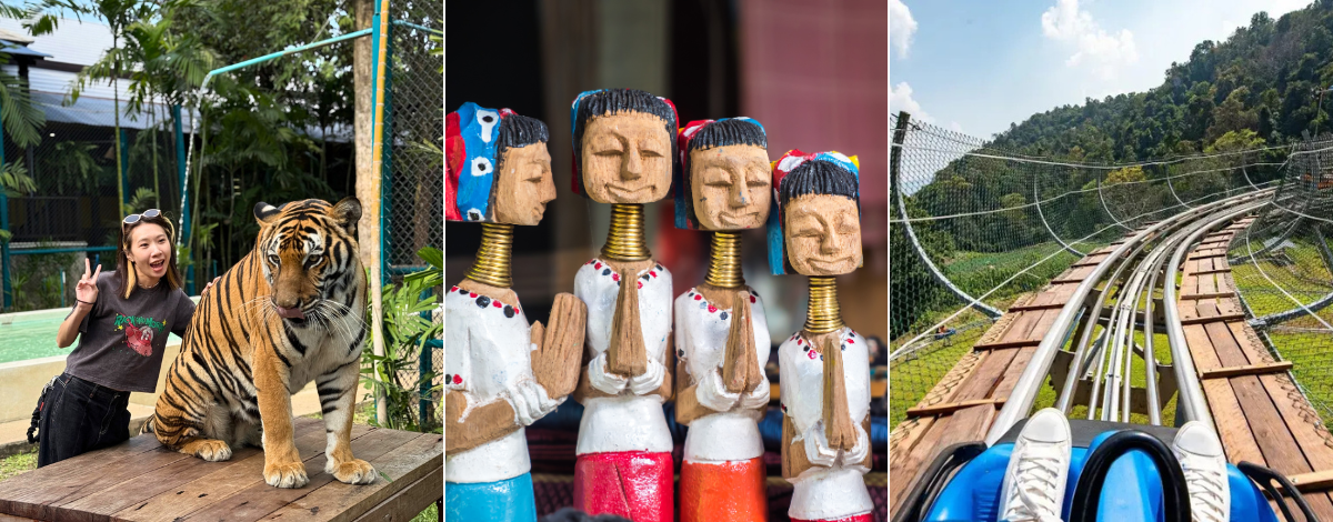 老虎王國(純入園門票)→長頸族部落→義式餐酒館(推薦泰北義大利麵)→森林過山車一次+懸崖瀑布咖啡(現點現付)→五星U尼曼海鮮自助餐
