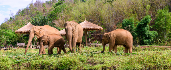 DAY3 自由安排清邁觀光行程 (推薦廚藝課程、文青市集、大象友善體驗營、叢林飛索等,可與專員一對一討論)