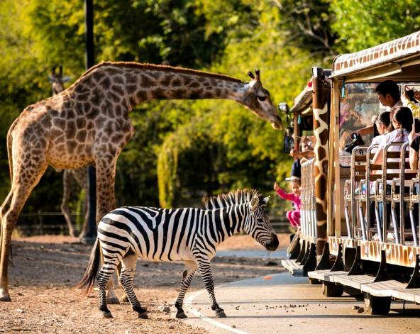 台北→清邁→泰北咖哩麵+泰奶一杯→雙龍寺(含電梯上、下山,免爬山)→清邁夜間動物園+遊園車→世界前十大黑森林餐廳(連續四年米其林必比登推薦)