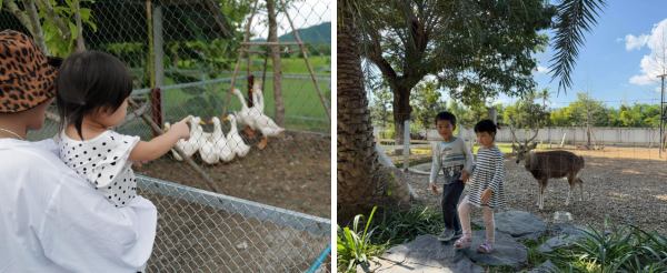 真心市集JJ Market(文創、小吃、農產品、編織、按摩皆找的到)→親子農場半日遊(木炭窯烤披薩DIY、迷你動物園、餵食紐西蘭羊、遊樂場)→露營燒烤日落BBQ+動物連線賓果