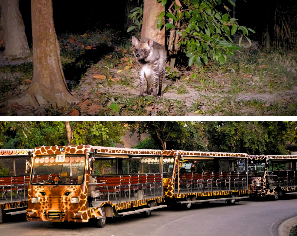 真心市集JJ Market→打卡清邁古城塔佩門→清邁夜間動物園 (遊園車、園內表演秀)→仙境森林咖啡廳