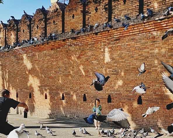 嘟嘟車遊覽古城(塔佩門、柴迪隆寺、帕辛寺、水果街)→清邁女子監獄餐廳→大象互動咖啡廳(贈送一人一籃香蕉)→尼曼商圈自由逛街&必比登推薦餐廳 Ginger Farm Kitchen