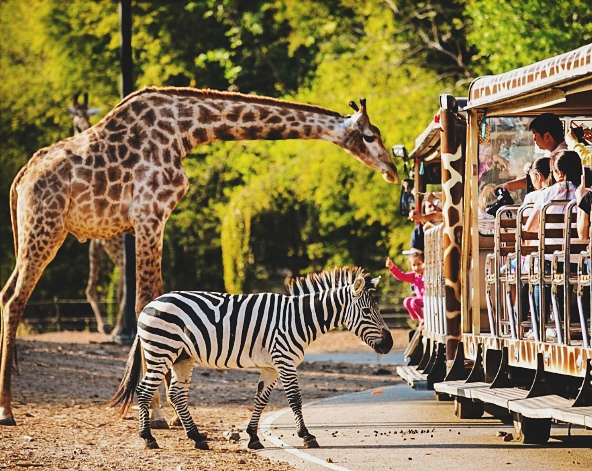 飯店睡到自然醒&享用早餐→機場(純機場接送,導遊送機)→台北