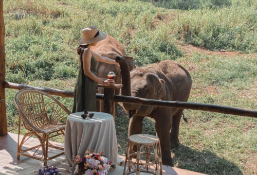 【清邁暑期親子團】清嘟美邁 夜間限定動物園、親子農場窯烤DIY、入住五星美利亞渡假村