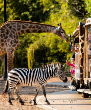 【清邁暑期親子團】清嘟美邁 夜間限定動物園、親子農場窯烤DIY、入住五星美利亞渡假村