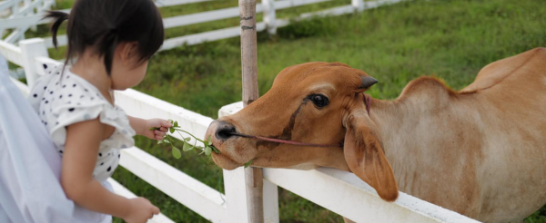  真心市集JJ Market(文創、小吃、農產品、編織、按摩皆找的到)→親子農場半日遊(木炭窯烤披薩DIY、迷你動物園、餵食紐西蘭羊、遊樂場)→露營燒烤日落BBQ+動物連線賓果