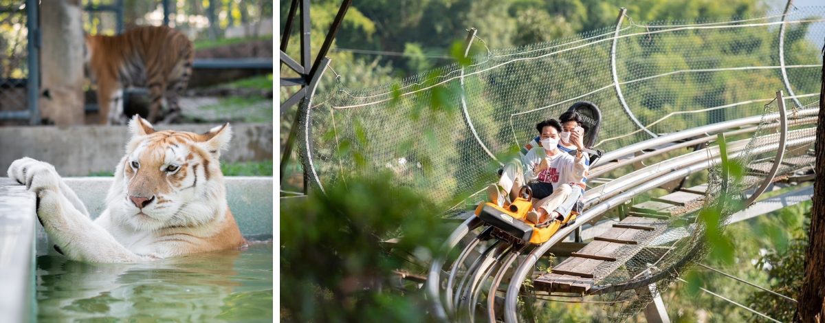 老虎王國(純門票)→長頸族部落→義式餐酒館(推薦泰北義大利麵)→森林過山車一次＋懸崖瀑布咖啡(現點現付)→五星U尼曼海鮮自助餐